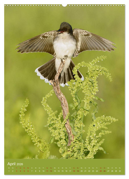 Singvögel USA (CALVENDO Premium Wandkalender 2026)