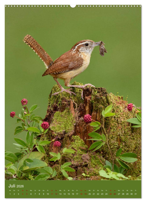 Singvögel USA (CALVENDO Premium Wandkalender 2026)