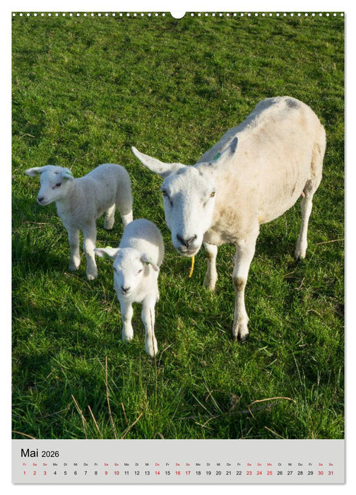 Ameland Wunderschöne Insel (CALVENDO Premium Wandkalender 2026)