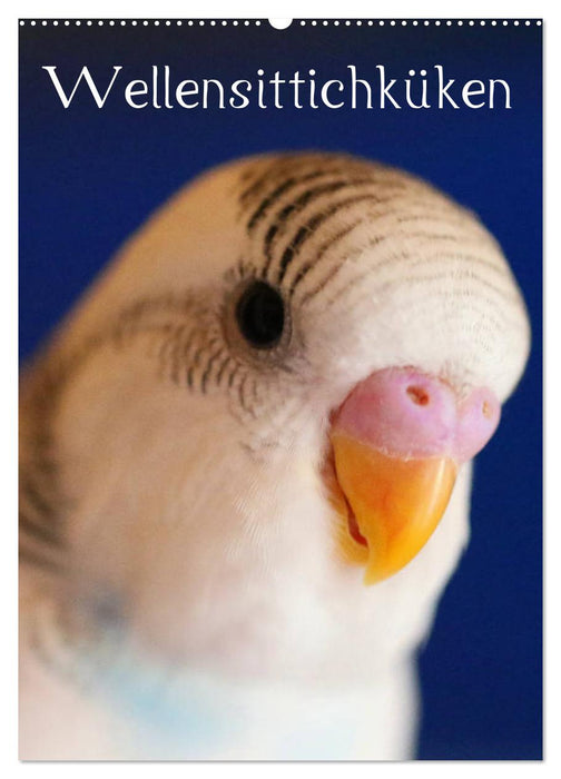 Wellensittichküken (CALVENDO Wandkalender 2026)
