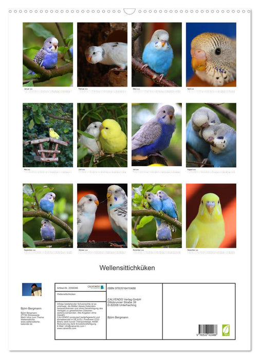 Wellensittichküken (CALVENDO Wandkalender 2026)