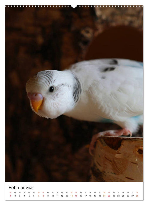 Wellensittichküken (CALVENDO Wandkalender 2026)