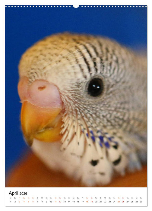 Wellensittichküken (CALVENDO Wandkalender 2026)