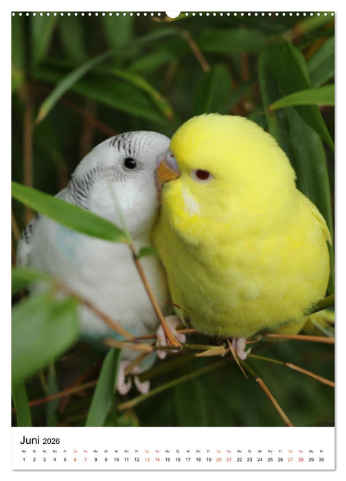 Wellensittichküken (CALVENDO Wandkalender 2026)