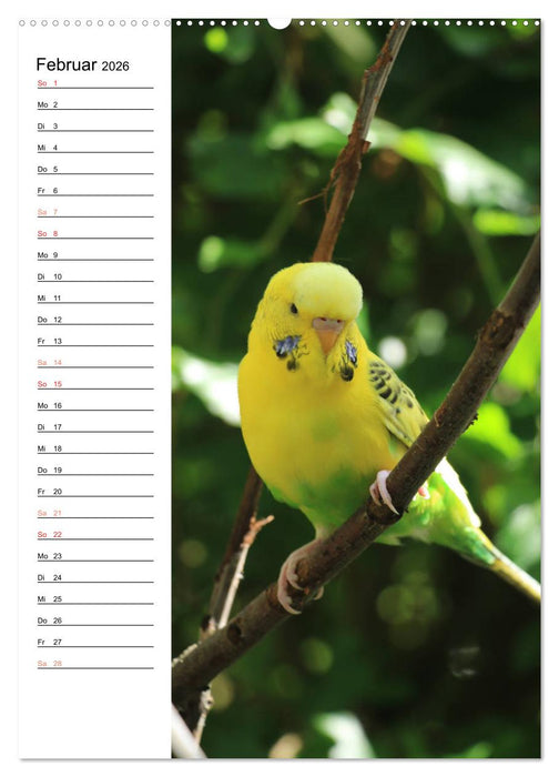 WELLENSITTICHE - Süße Wellis (CALVENDO Wandkalender 2026)