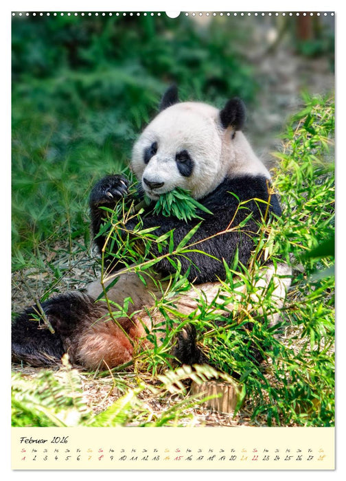 Riesenpanda (CALVENDO Wandkalender 2026)