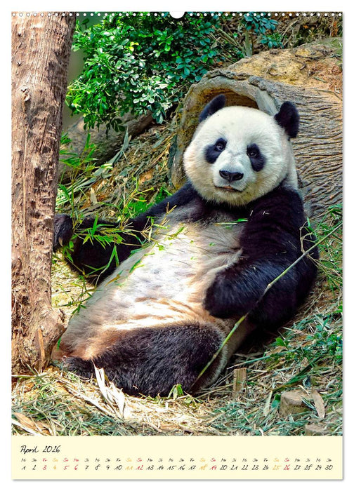Riesenpanda (CALVENDO Wandkalender 2026)