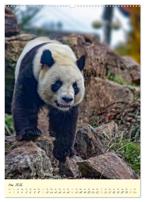 Riesenpanda (CALVENDO Wandkalender 2026)