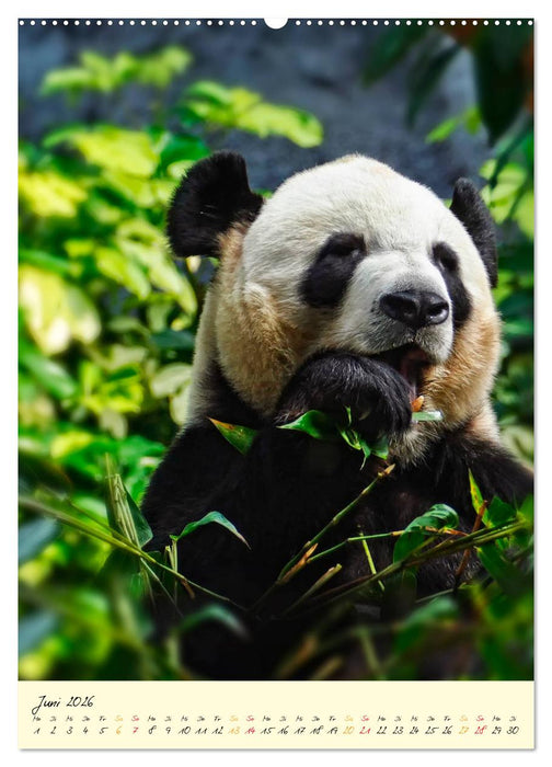 Riesenpanda (CALVENDO Wandkalender 2026)