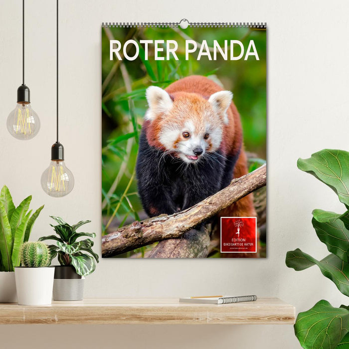 Roter Panda (CALVENDO Wandkalender 2026)