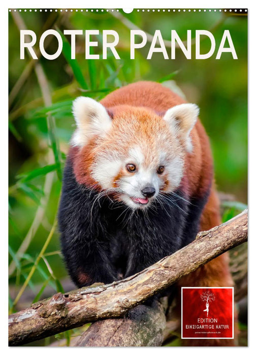 Roter Panda (CALVENDO Wandkalender 2026)