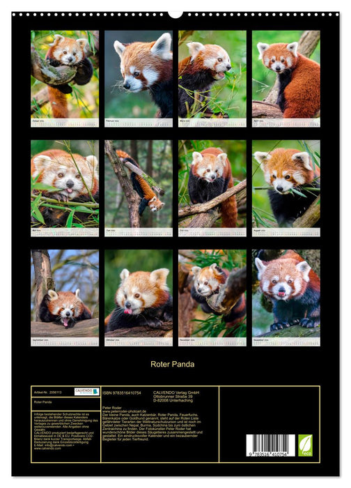 Roter Panda (CALVENDO Wandkalender 2026)