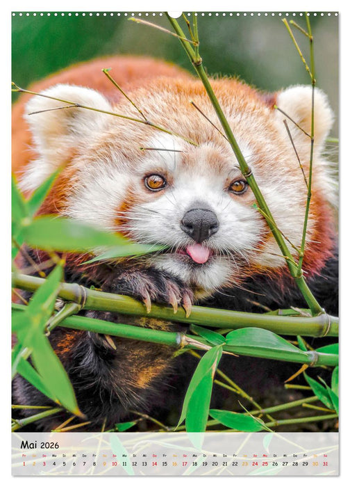 Roter Panda (CALVENDO Wandkalender 2026)