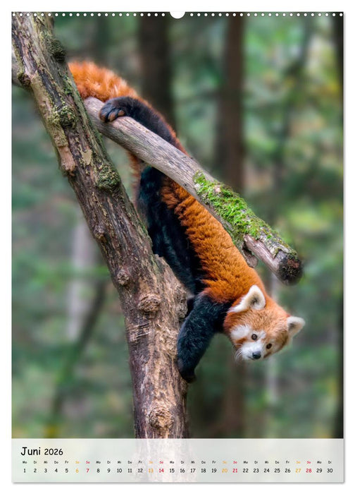 Roter Panda (CALVENDO Wandkalender 2026)