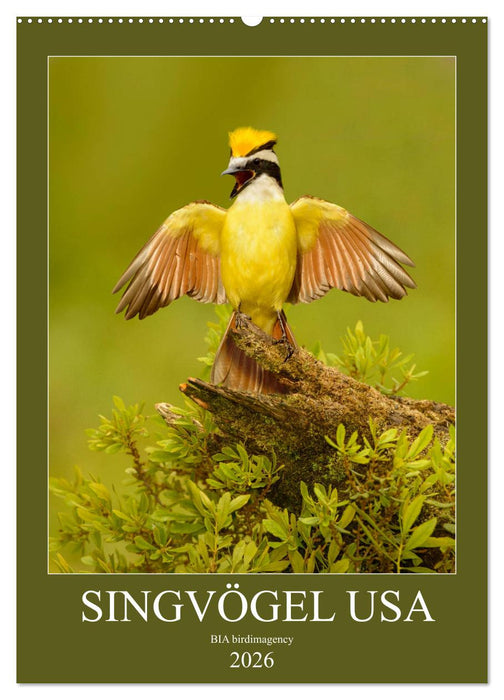 Singvögel USA (CALVENDO Wandkalender 2026)