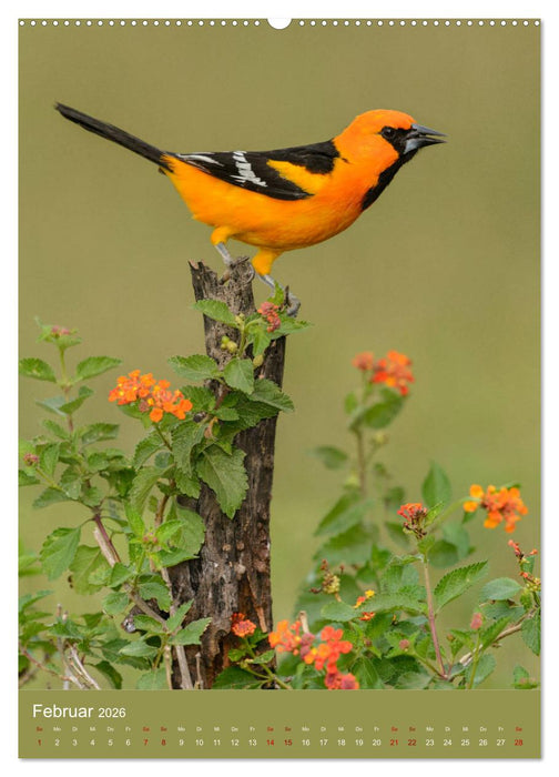 Singvögel USA (CALVENDO Wandkalender 2026)