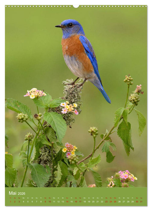 Singvögel USA (CALVENDO Wandkalender 2026)