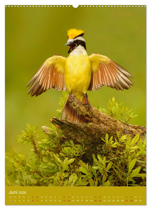 Singvögel USA (CALVENDO Wandkalender 2026)