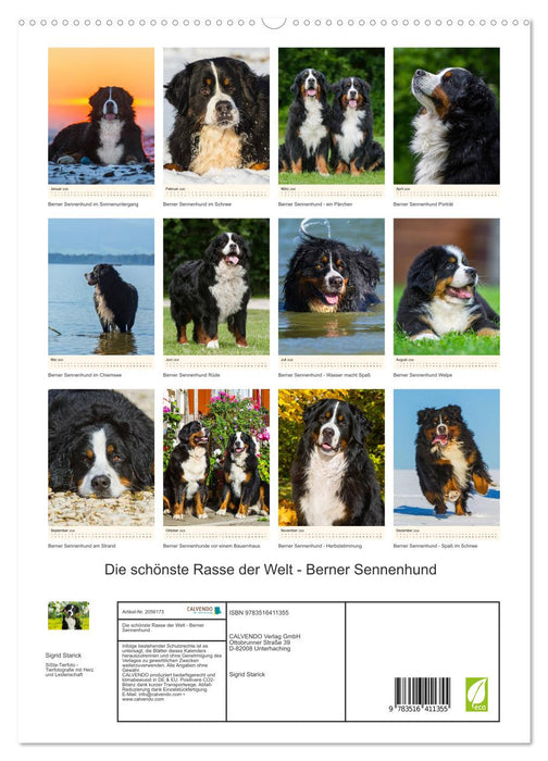 Die schönste Rasse der Welt - Berner Sennenhund (CALVENDO Premium Wandkalender 2026)