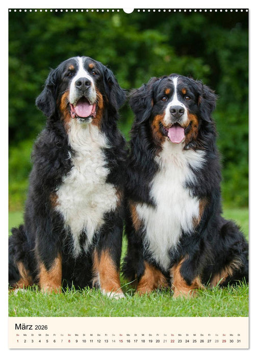 Die schönste Rasse der Welt - Berner Sennenhund (CALVENDO Premium Wandkalender 2026)
