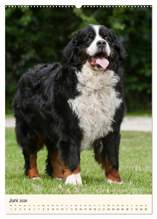 Die schönste Rasse der Welt - Berner Sennenhund (CALVENDO Premium Wandkalender 2026)