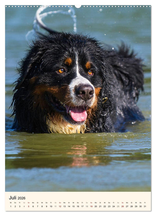 Die schönste Rasse der Welt - Berner Sennenhund (CALVENDO Premium Wandkalender 2026)