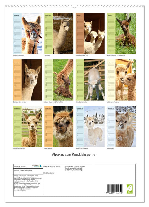 Alpakas zum Knuddeln gerne (CALVENDO Premium Wandkalender 2026)