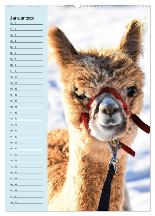 Alpakas zum Knuddeln gerne (CALVENDO Premium Wandkalender 2026)