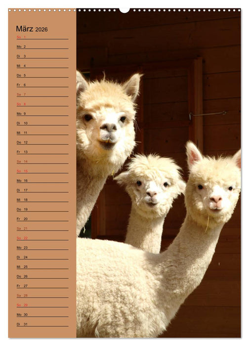 Alpakas zum Knuddeln gerne (CALVENDO Premium Wandkalender 2026)