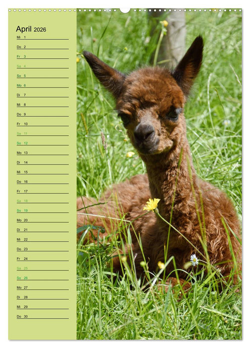Alpakas zum Knuddeln gerne (CALVENDO Premium Wandkalender 2026)