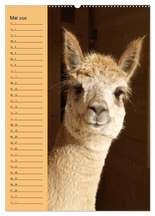 Alpakas zum Knuddeln gerne (CALVENDO Premium Wandkalender 2026)
