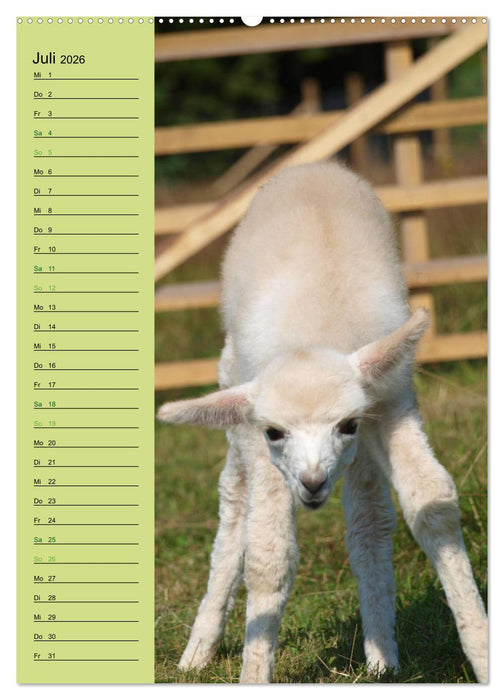 Alpakas zum Knuddeln gerne (CALVENDO Premium Wandkalender 2026)
