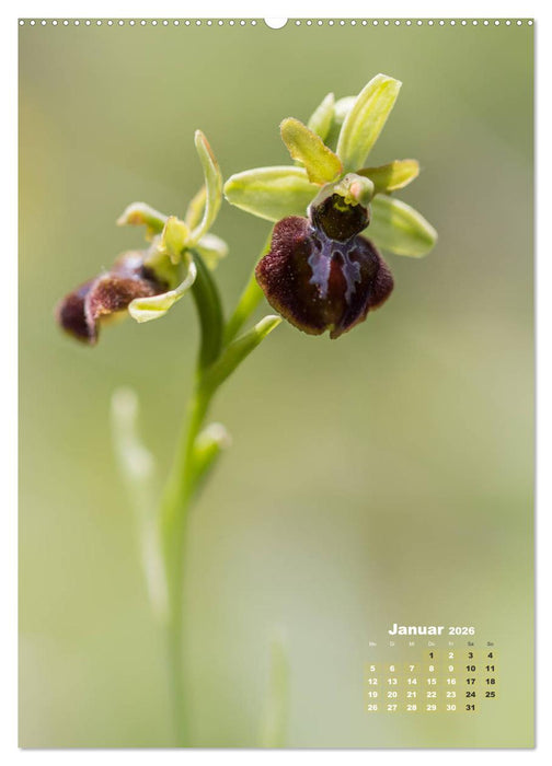 Orchideen in freier Wildbahn (CALVENDO Premium Wandkalender 2026)