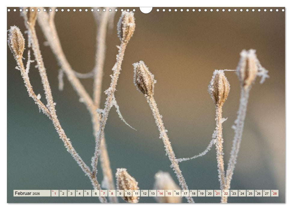 Mikrokosmos im Garten (CALVENDO Wandkalender 2026)