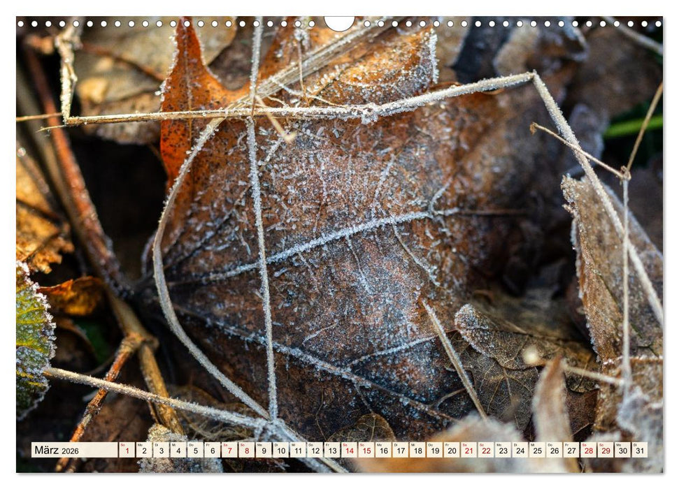 Mikrokosmos im Garten (CALVENDO Wandkalender 2026)