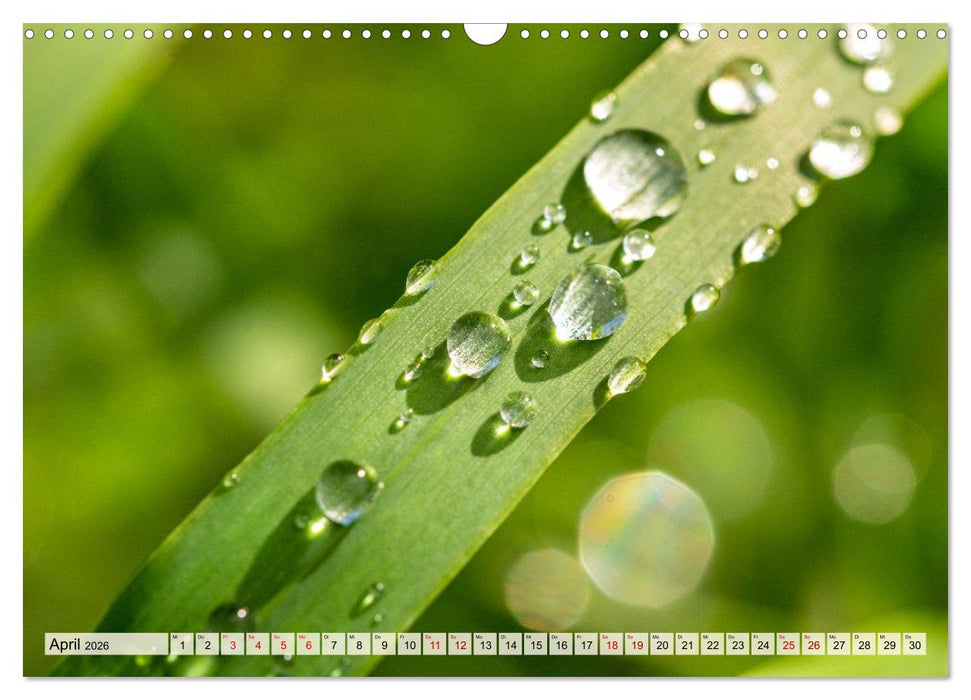 Mikrokosmos im Garten (CALVENDO Wandkalender 2026)