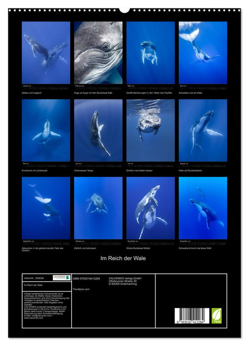 Im Reich der Wale (CALVENDO Premium Wandkalender 2026)