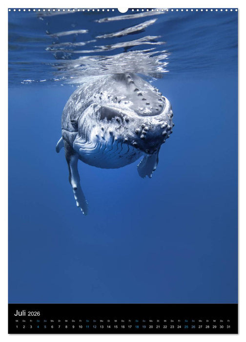 Im Reich der Wale (CALVENDO Premium Wandkalender 2026)