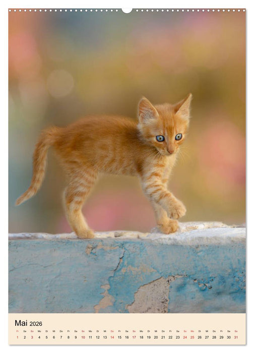 Katzen von Rhodos (CALVENDO Wandkalender 2026)
