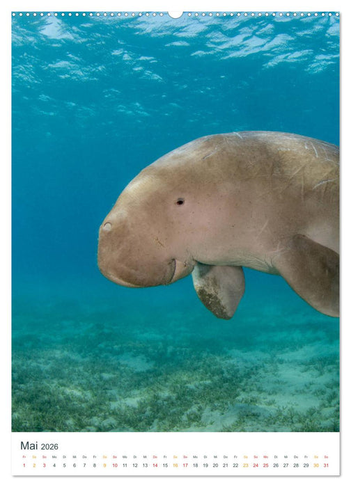 Unter Wasser daheim (CALVENDO Wandkalender 2026)