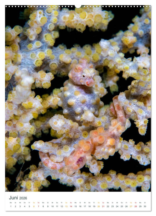 Unter Wasser daheim (CALVENDO Wandkalender 2026)