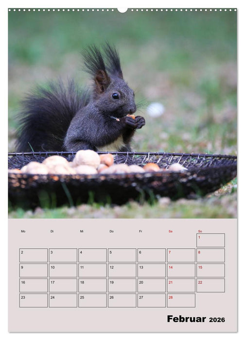 Eichhörnchen - Planer (CALVENDO Premium Wandkalender 2026)