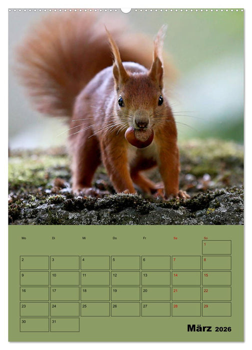 Eichhörnchen - Planer (CALVENDO Premium Wandkalender 2026)