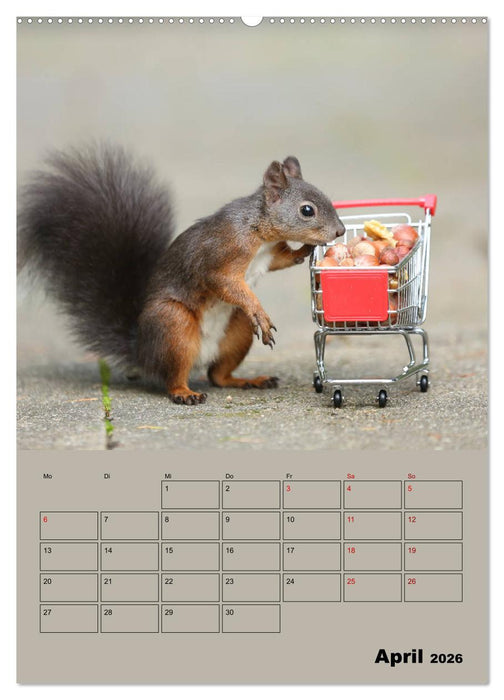 Eichhörnchen - Planer (CALVENDO Premium Wandkalender 2026)