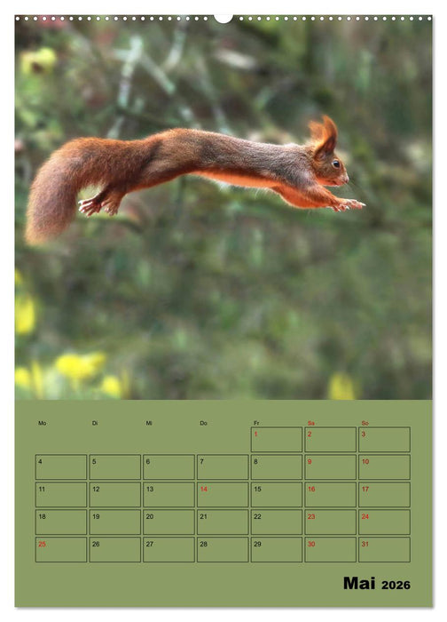 Eichhörnchen - Planer (CALVENDO Premium Wandkalender 2026)