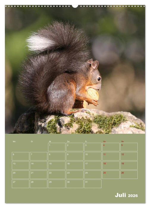 Eichhörnchen - Planer (CALVENDO Premium Wandkalender 2026)