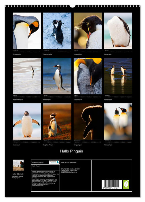 Hallo Pinguin (CALVENDO Premium Wandkalender 2026)