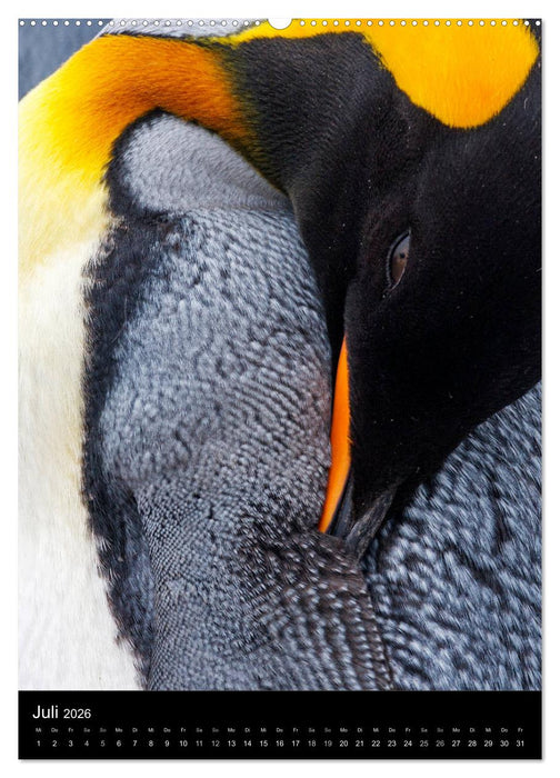 Hallo Pinguin (CALVENDO Premium Wandkalender 2026)