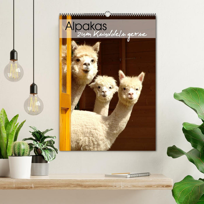 Alpakas zum Knuddeln gerne (CALVENDO Wandkalender 2026)