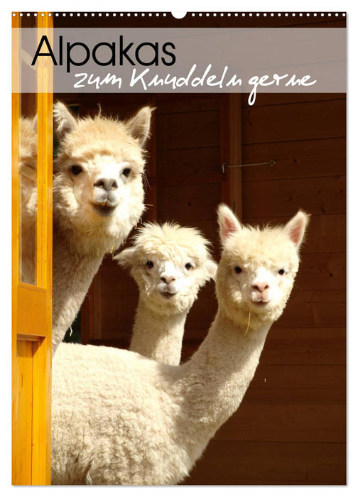 Alpakas zum Knuddeln gerne (CALVENDO Wandkalender 2026)